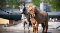 Najmenšie kone na svete